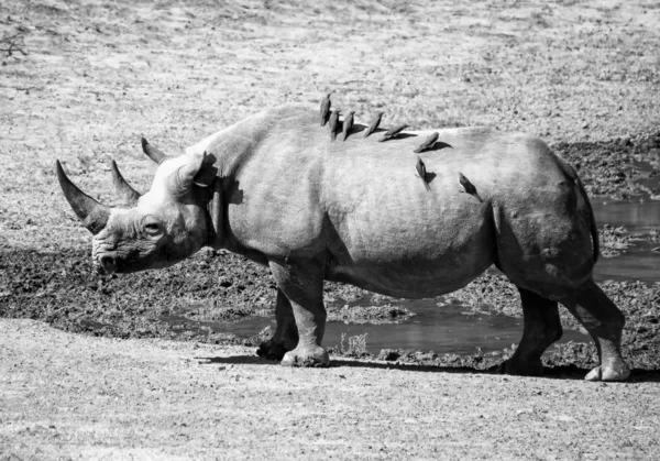 Жіночий чорний носоріг — стокове фото
