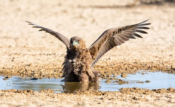 未成熟的 bateleur 鹰 — 图库照片