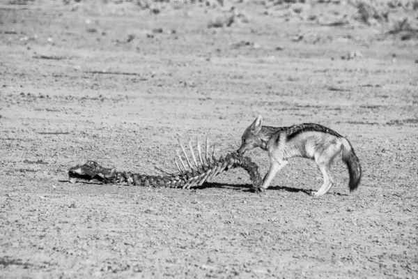 Chacal apoiado por negros — Fotografia de Stock