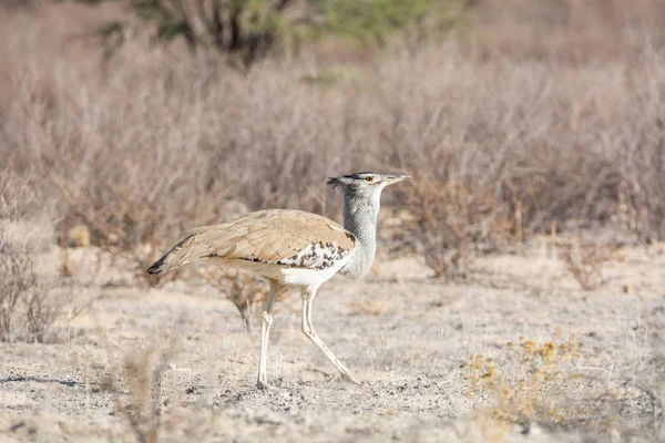 Kori Bustard — Stock Photo, Image