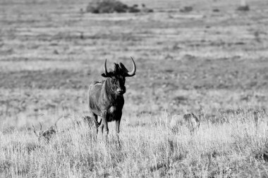 siyah wildebeest