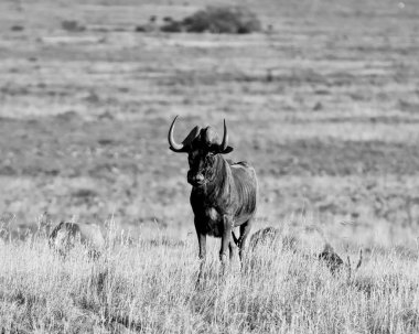 siyah wildebeest