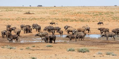 Buffalo ve Beyaz Gergedan