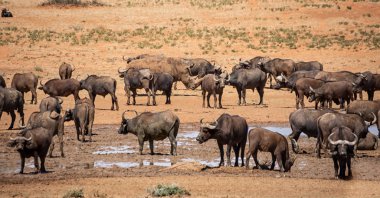 Buffalo ve Beyaz Gergedan