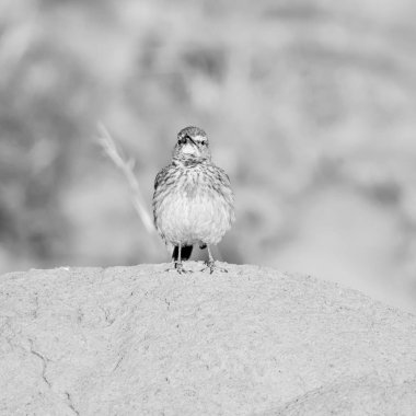 Doğu Uzun Gagalı Toygar