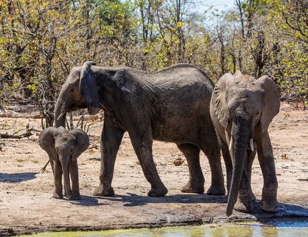 Afričtí sloni — Stock fotografie