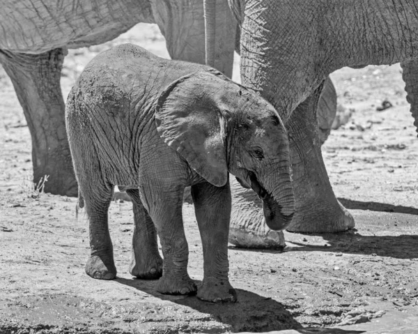 象の子牛 — ストック写真