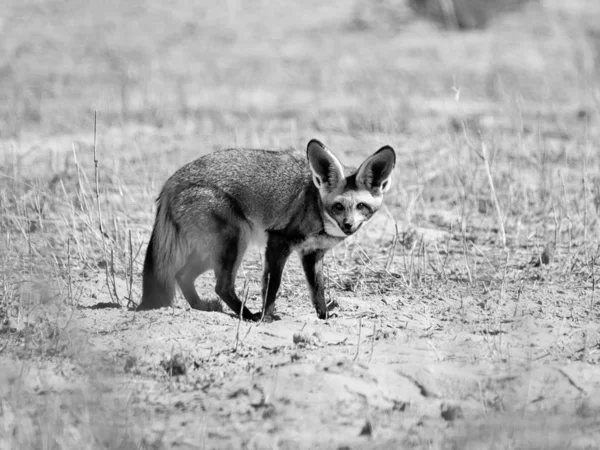Fox uszami nietoperza — Zdjęcie stockowe