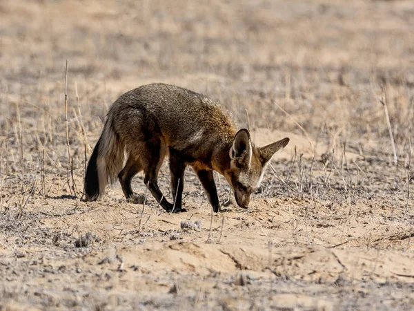 Bat-eared Fox — Stock Photo, Image