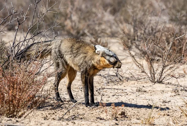 Renard à oreilles chauves-souris — Photo