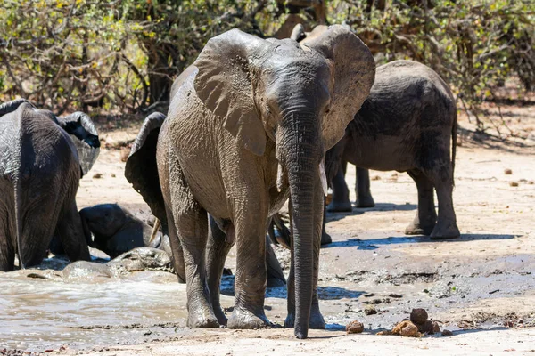 Οι αφρικανικοί ελέφαντες — Φωτογραφία Αρχείου