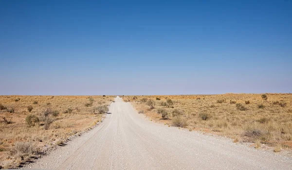 Kalahari Track — Stock Photo, Image