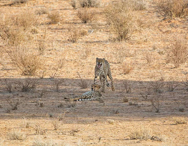 Gepard — Stock fotografie