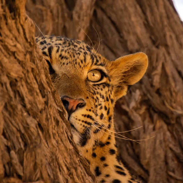 Leopardo femmina — Foto Stock