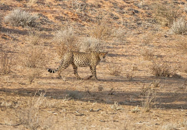 Cheetah — Stock Photo, Image