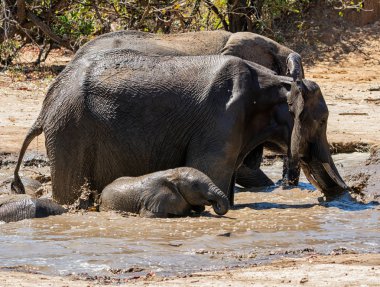 Fil Buzağı Çamur Banyosu