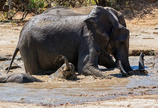 Ελέφαντας λασπόλουτρο — Φωτογραφία Αρχείου