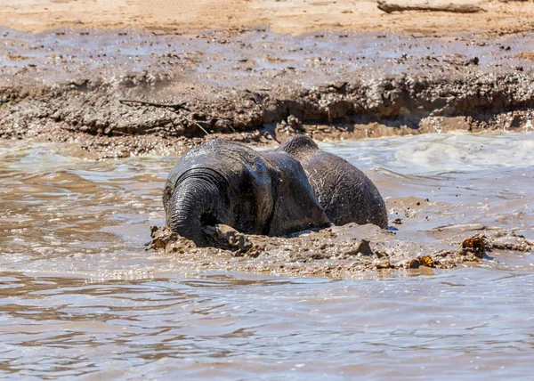 Слон грязьову ванну — стокове фото