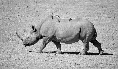 Dişi Siyah Gergedan