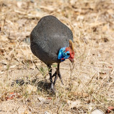 miğferli beçtavuğu