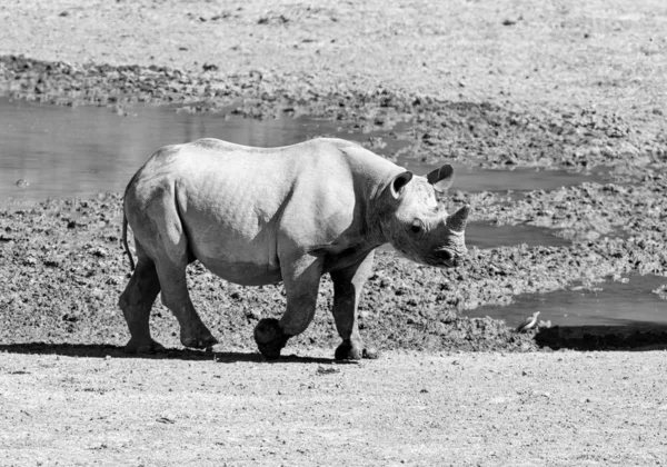 Black Rhino Calf — Stock Photo, Image