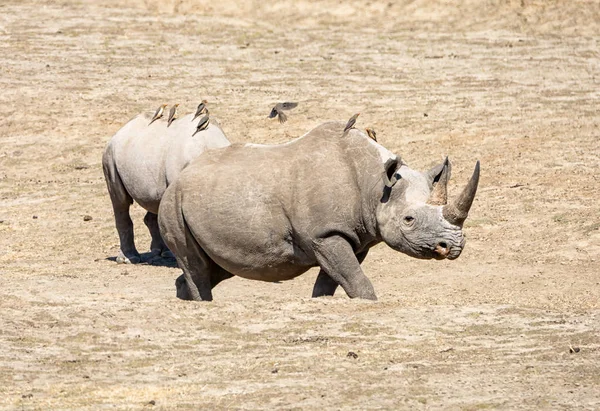 Чорний Rhino Мати І Calf — стокове фото