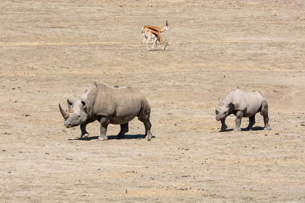 Чорний Rhino Мати І Calf — стокове фото