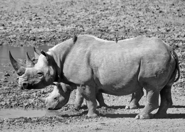 블랙 Rhino 어머니와 종 아리 — 스톡 사진