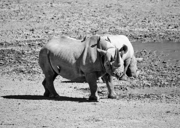 Мать и теленок черного носорога — стоковое фото