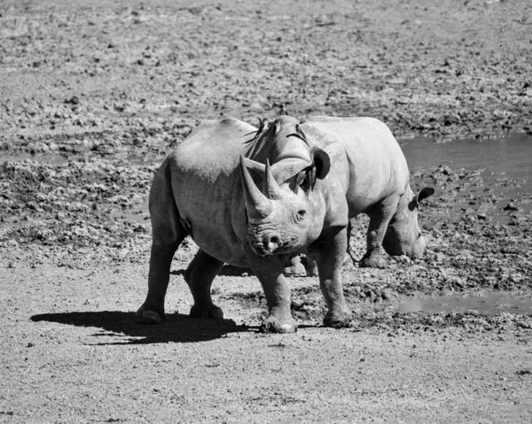 Black Rhino matka a tele — Stock fotografie