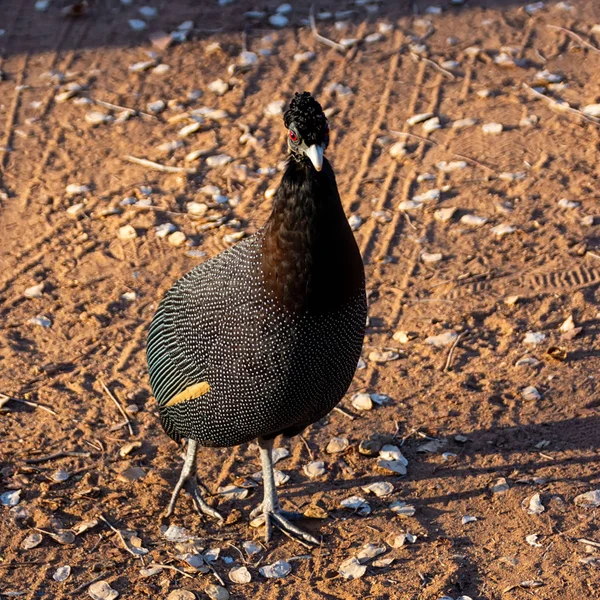 Κορωνίδα guineafowl — Φωτογραφία Αρχείου