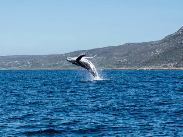 Humpback Whale Breaching — Stock Photo, Image