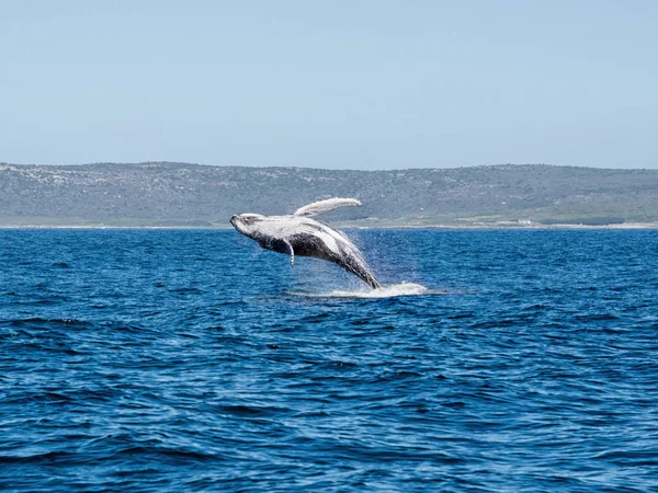 Humpback Whale Breaching — Stock Photo, Image