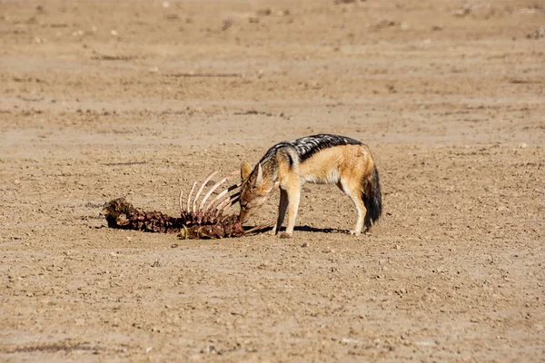 Jackal à dos noir — Photo