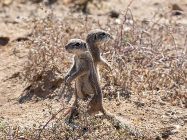 Afrika zemin sincapları
