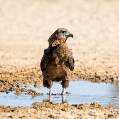 olgunlaşmamış bateleur kartal
