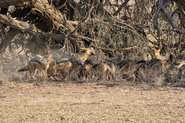 Jackals à dos noir — Photo