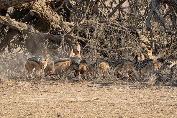 Jackals à dos noir — Photo