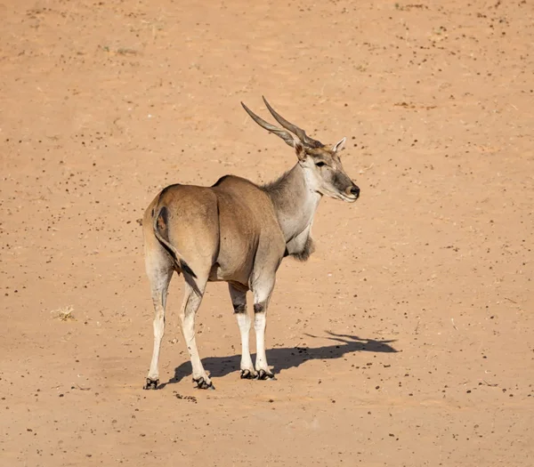 Eland antelope — Stockfoto