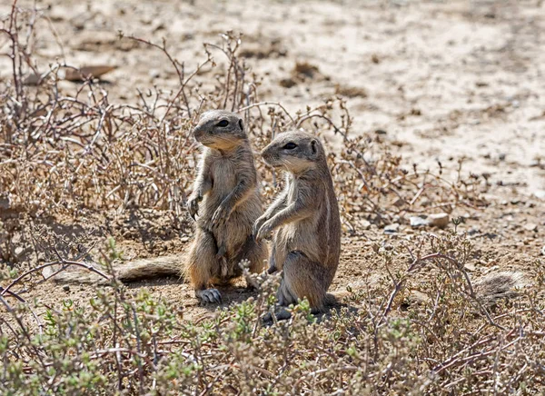 Écureuils terrestres africains — Photo