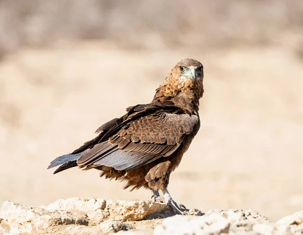 Águila inmadura bateleur — Foto de Stock