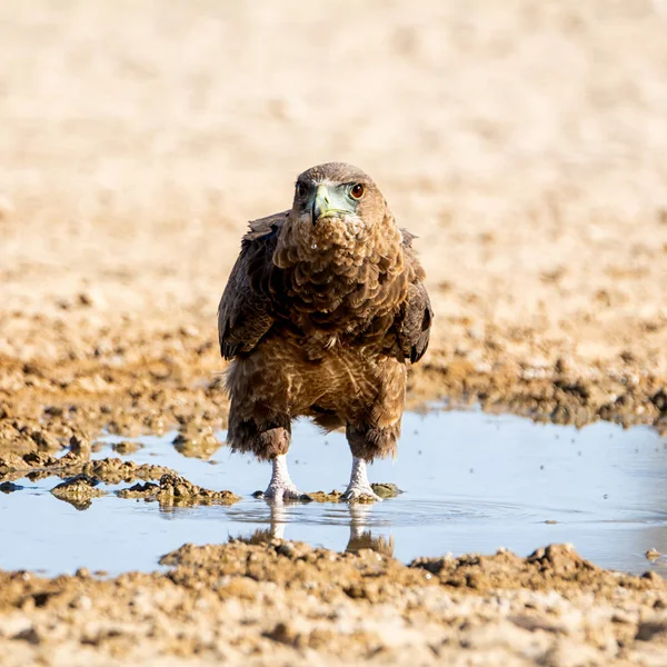 未成熟的 bateleur 鹰 — 图库照片