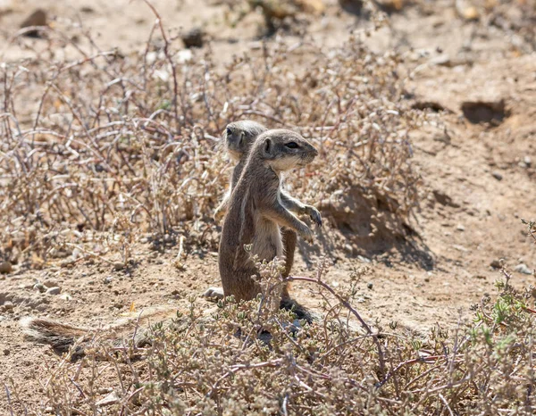 African Ground Squirrels — Stock Photo, Image