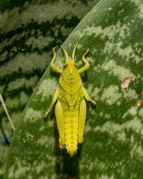 Garden Locust Nymph — Stock Photo, Image