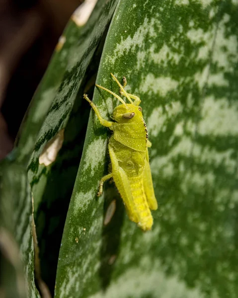 Tuinsprinkhaan Nymph — Stockfoto