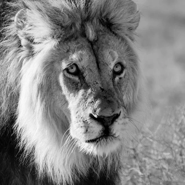 黒たてがみのあるライオン — ストック写真