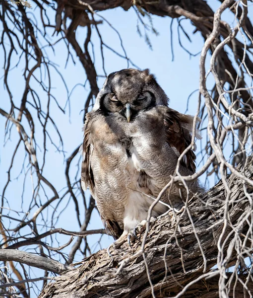 Verreaux's Giant Eagle-Owl — Stock Photo, Image