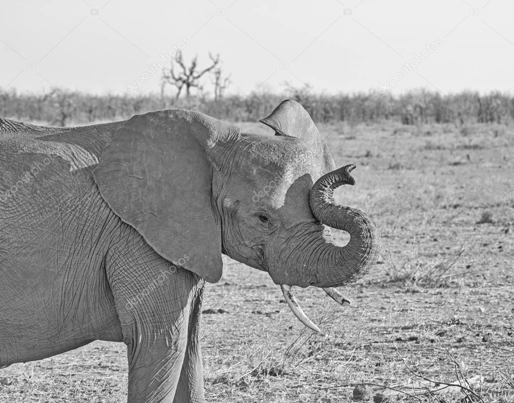 Juvenile Elephant 