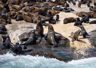 Cape Fur Seals Seal Island False Bay, Güney Afrika