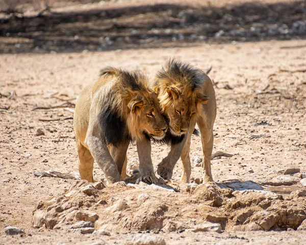 Ein Paar Schwarzmähniger Löwen Brüder Der Kalahari Savanne Südlichen Afrika — Stockfoto